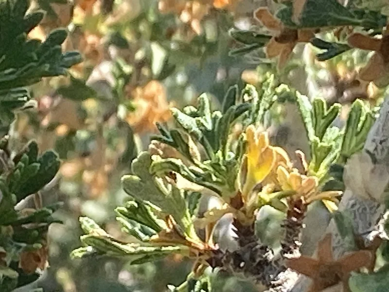 Antelope Bitterbrush