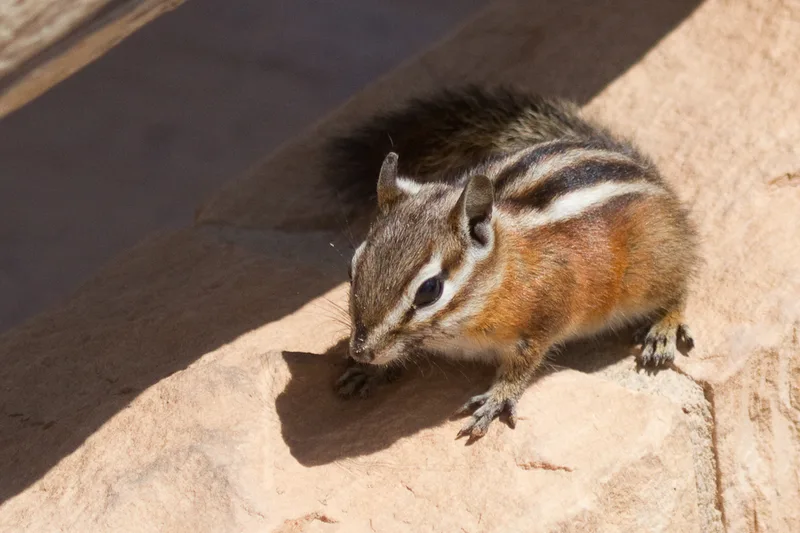 Uinta Chipmunk