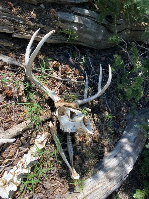 Mule Deer