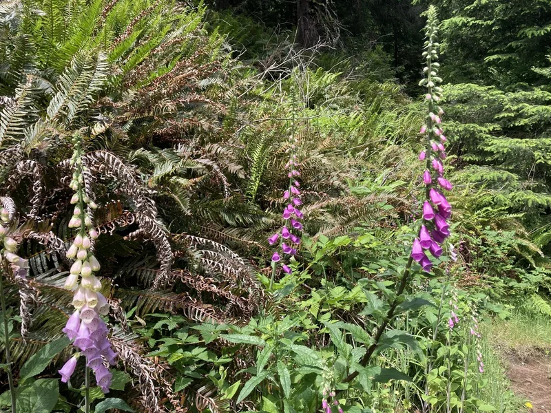 purple foxglove