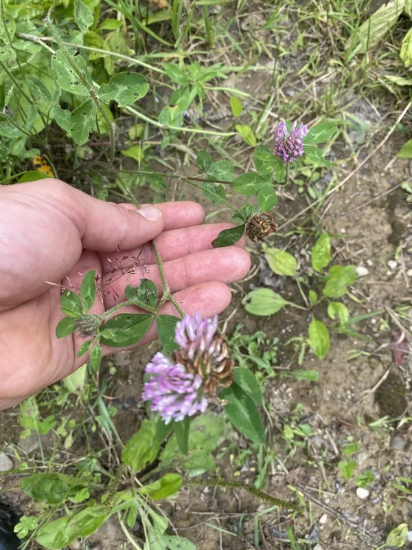 Red Clover