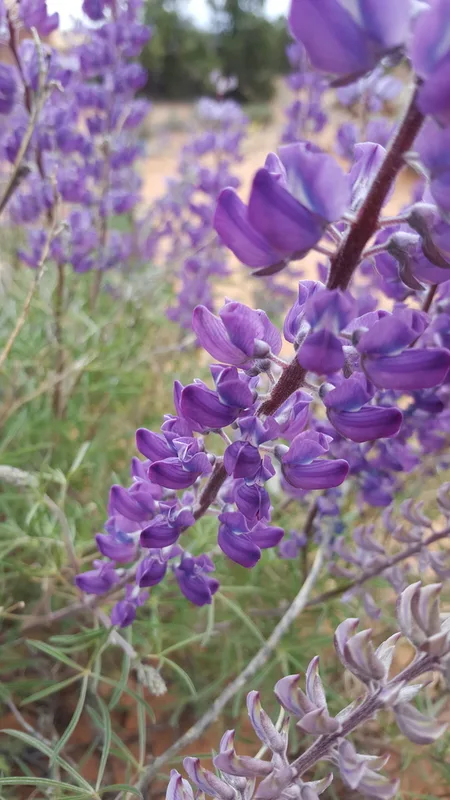silvery lupine
