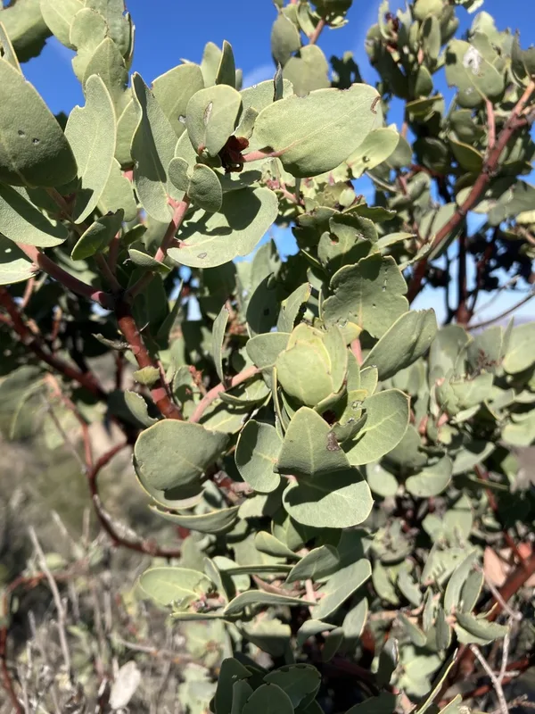 Big Berry Manzanita
