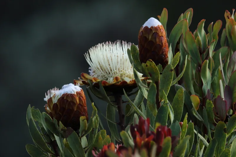 Common Protea