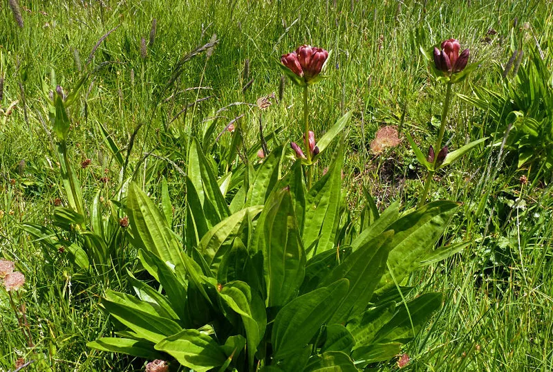 Purple Gentian