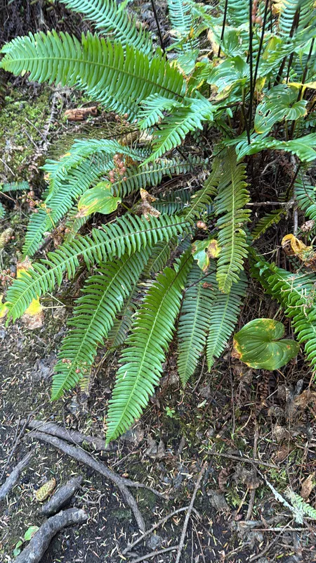 deer fern