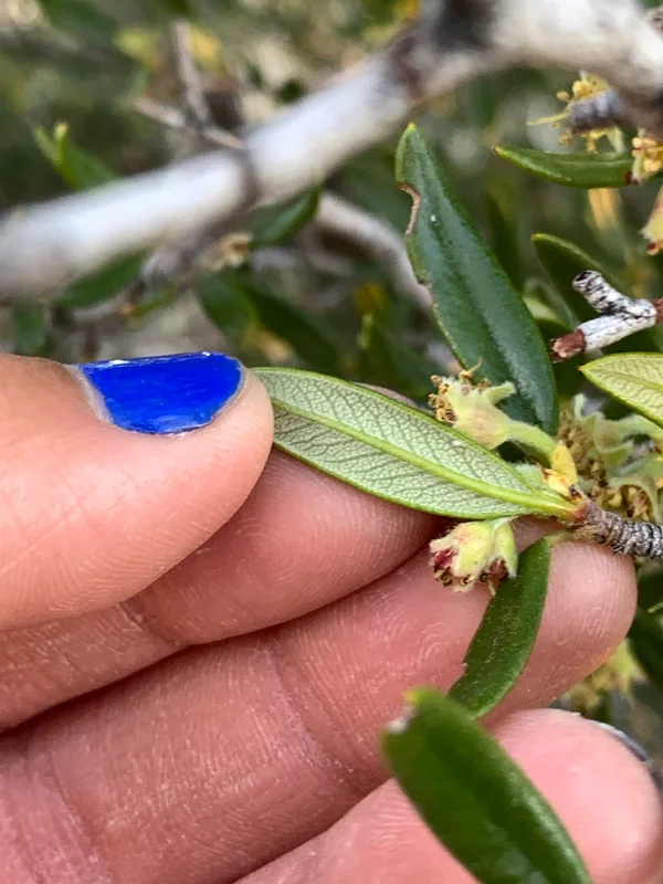 Curlleaf Mountain Mahogany