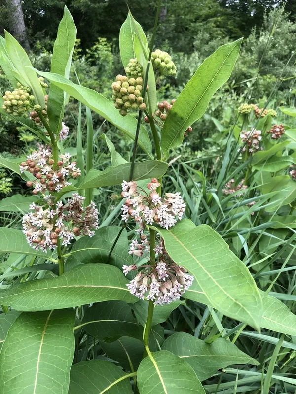 common milkweed