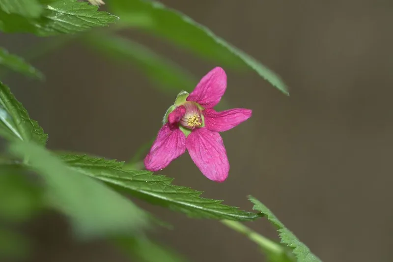 Salmonberry