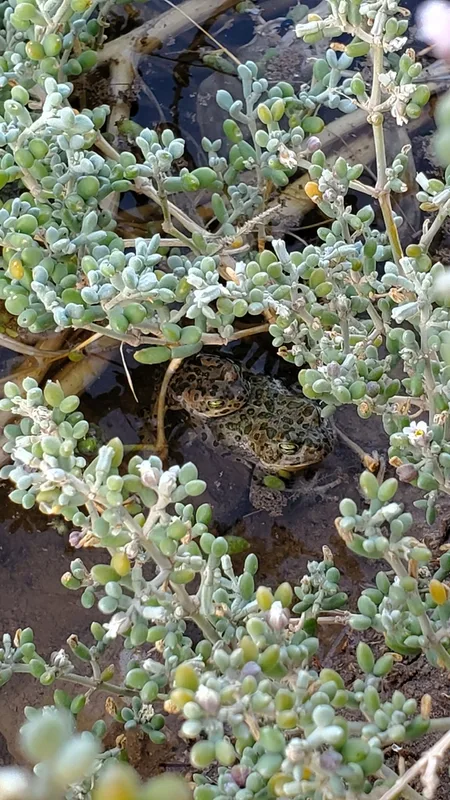 African Green Toad