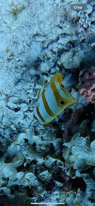 Copperband Butterflyfish