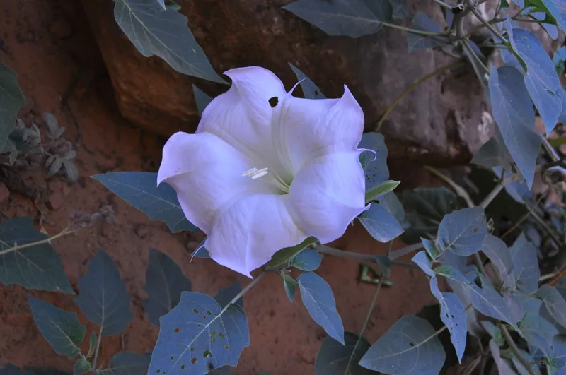 Sacred Datura