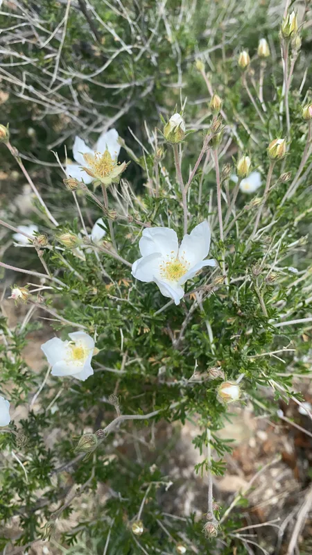 Apache plume
