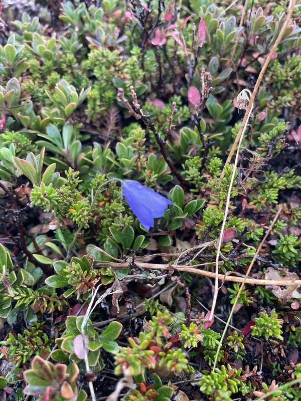 Common Harebell