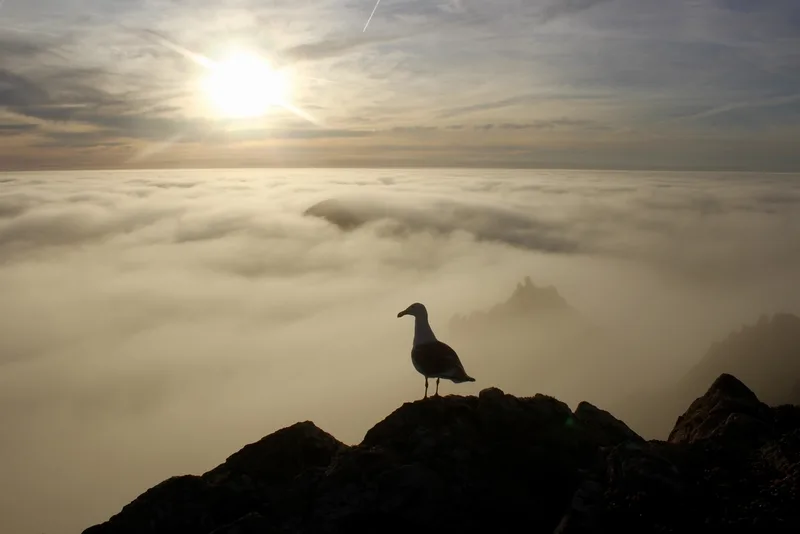 Western Gull
