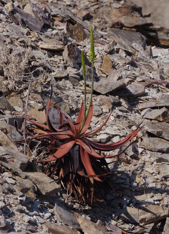 Gariep aloe