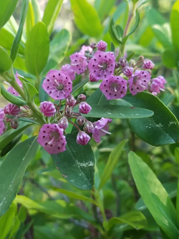sheep laurel