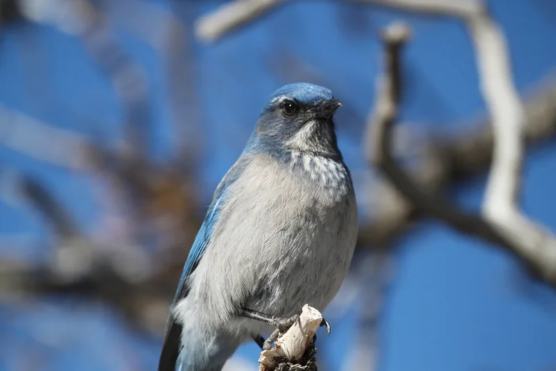 Woodhouse's Scrub-Jay