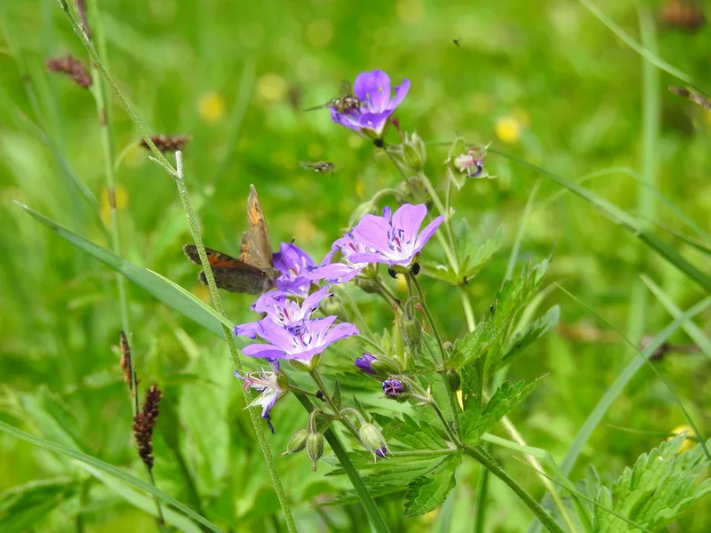 wood crane's-bill