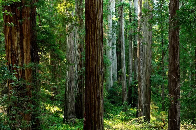 coast redwood