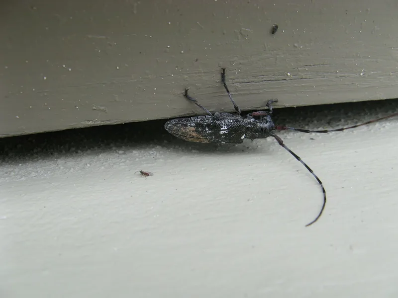 White-spotted Sawyer