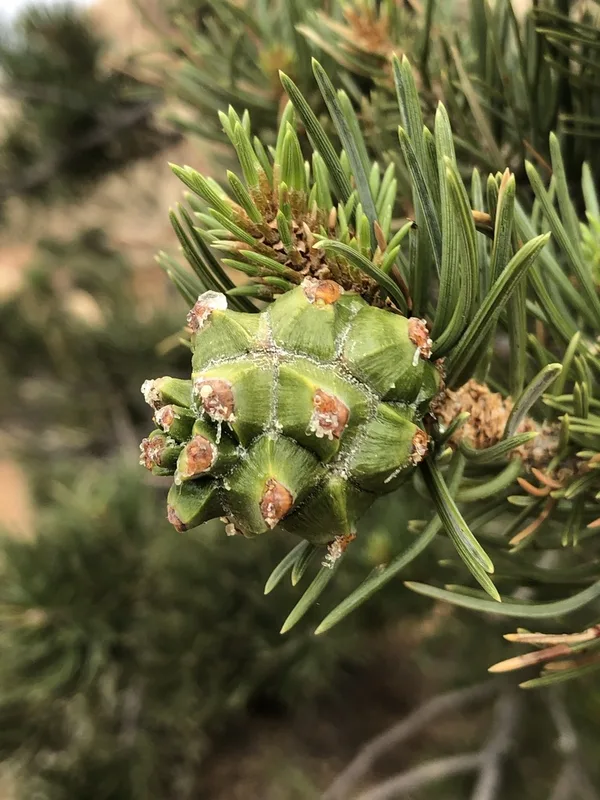 Colorado Pinyon