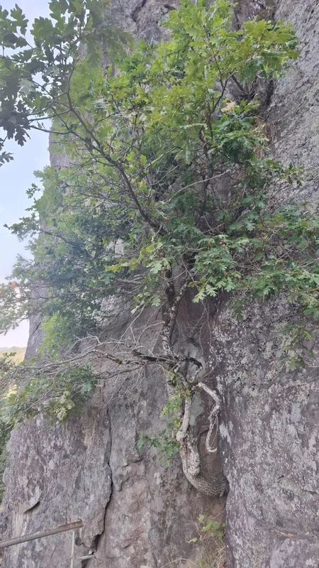 Oregon oak