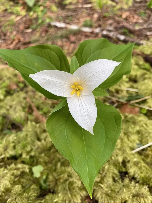 Pacific trillium