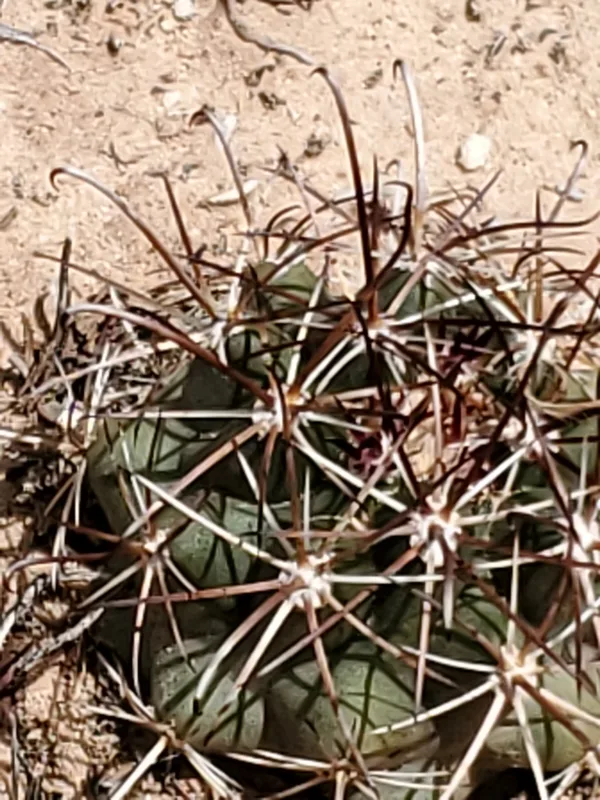 Smallflower Fishhook Cactus
