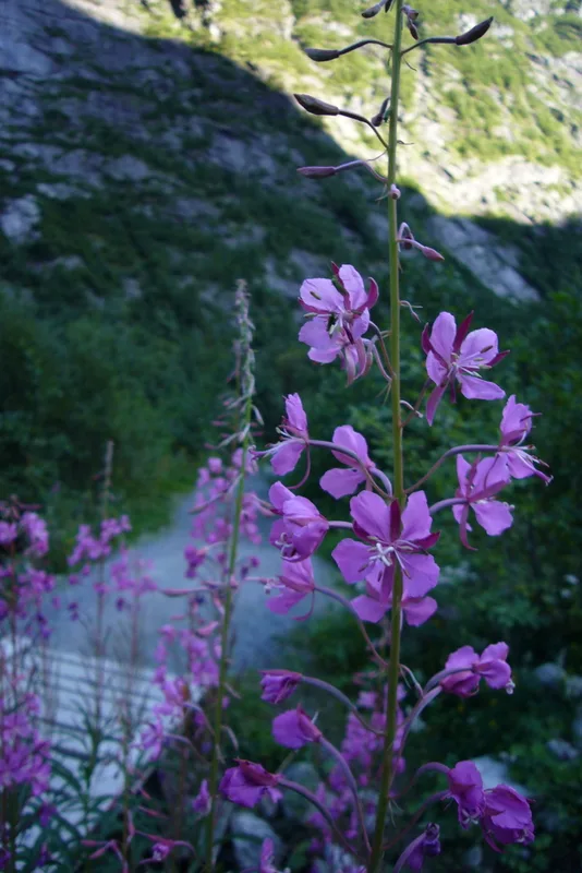 fireweed