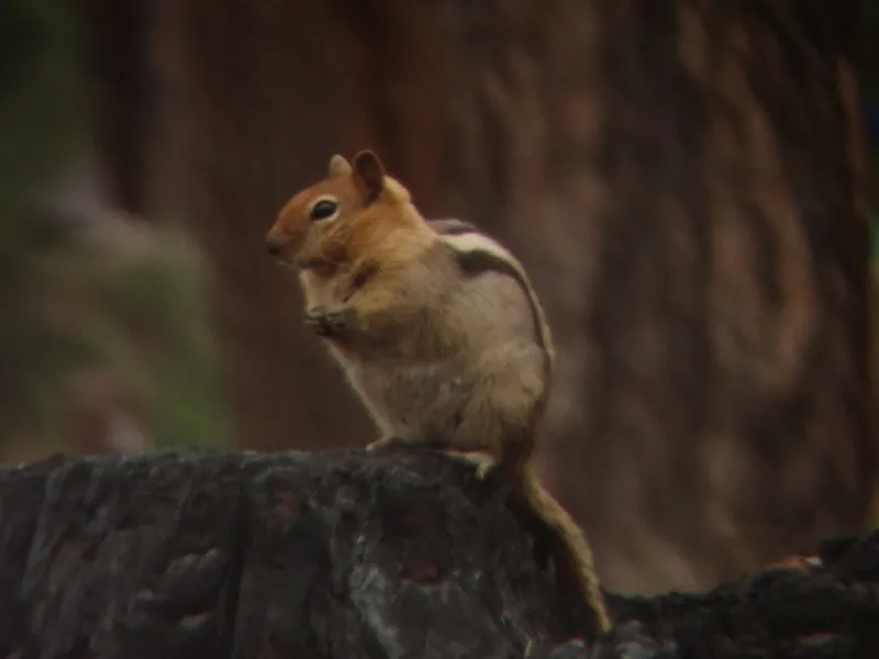 Common Golden-mantled Ground Squirrel