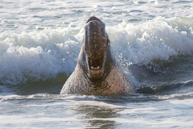Northern Elephant Seal