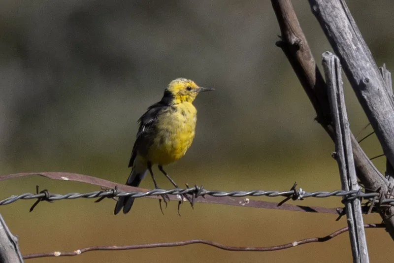 Citrine Wagtail