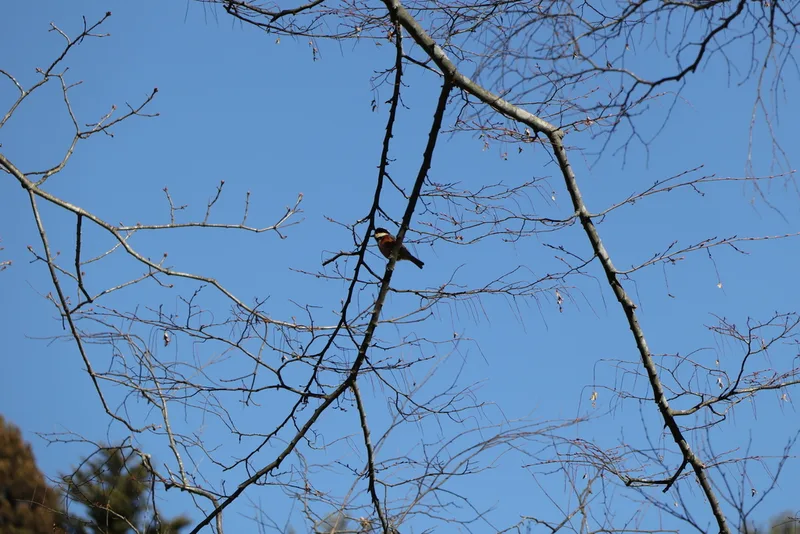 Varied Tit