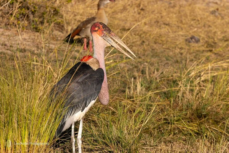 Marabou Stork