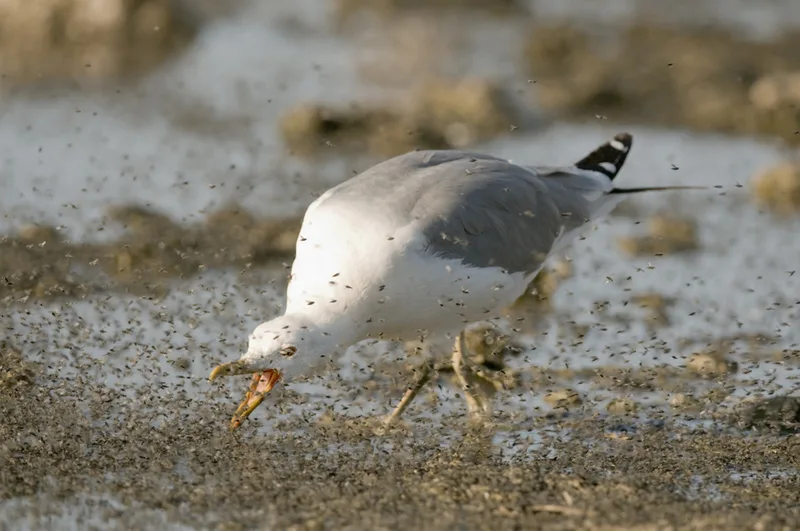 California Gull