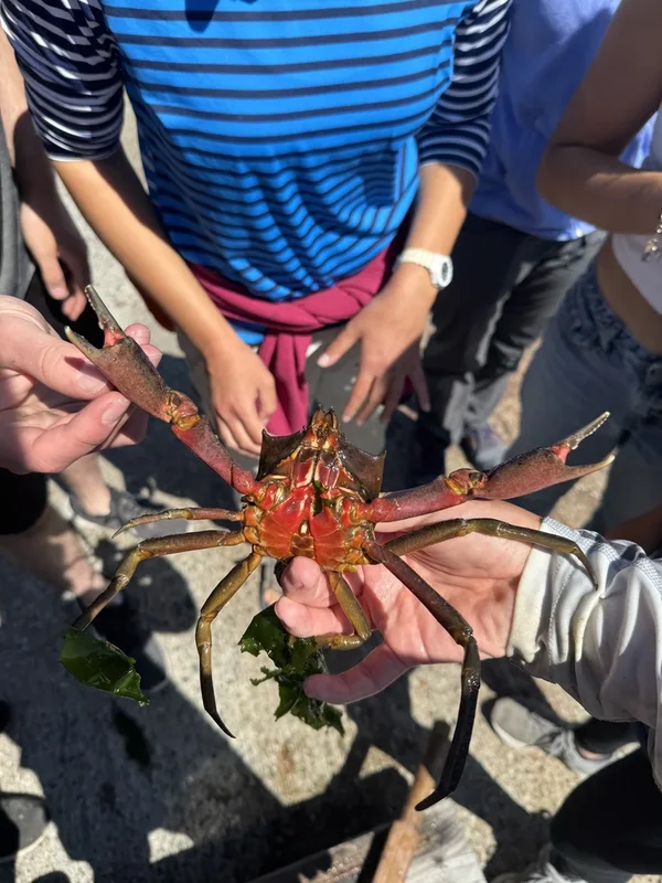 Northern Kelp Crab