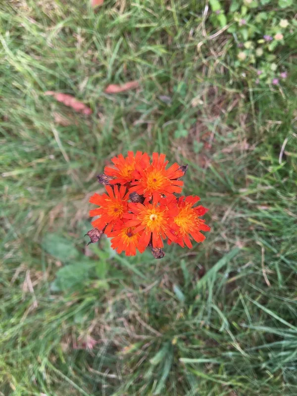 orange hawkweed