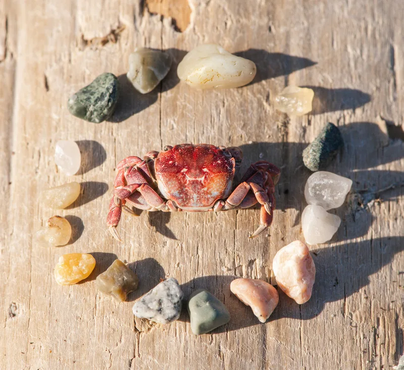 Purple Shore Crab
