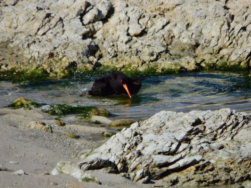Variable Oystercatcher