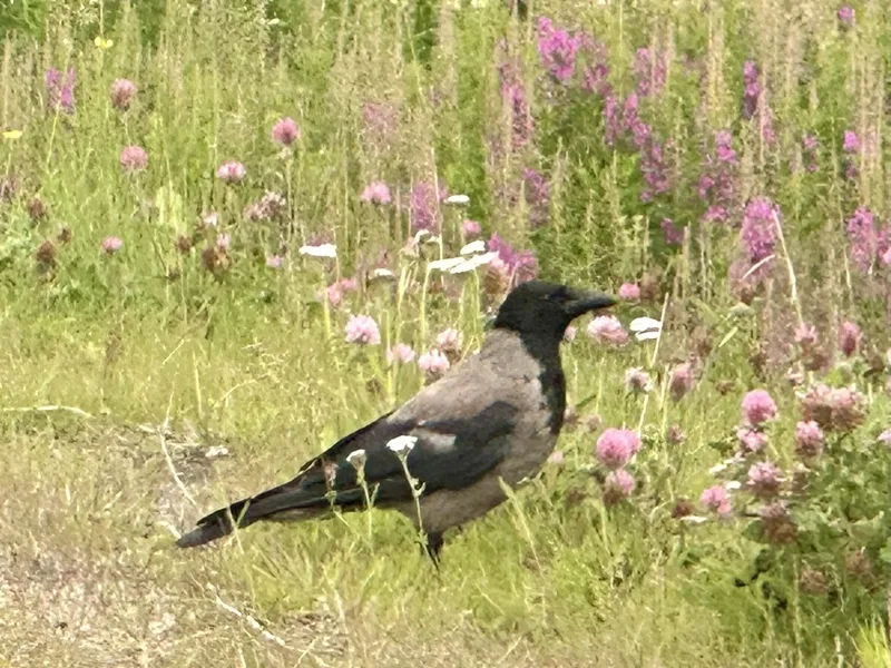 Hooded Crow