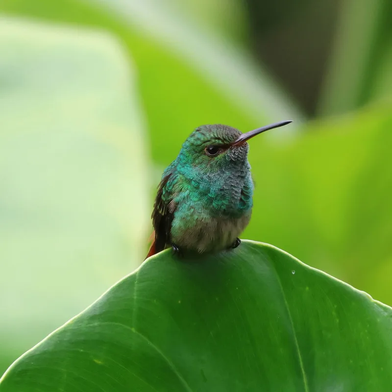 Rufous-tailed Hummingbird