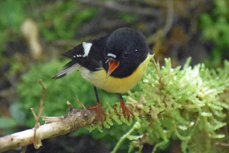 Tomtit