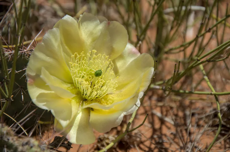 Plains Pricklypear