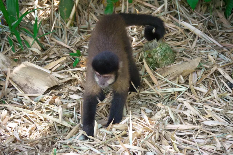 Black capuchin
