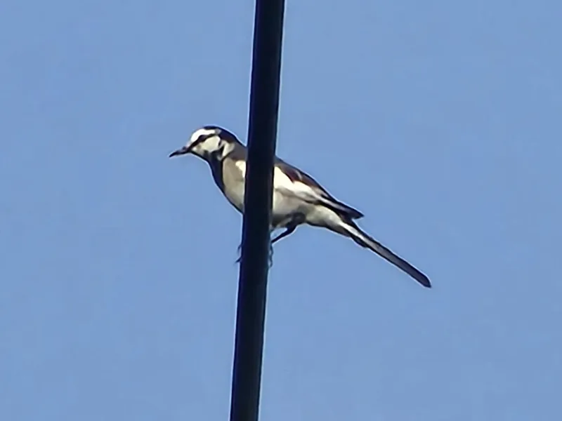 White Wagtail