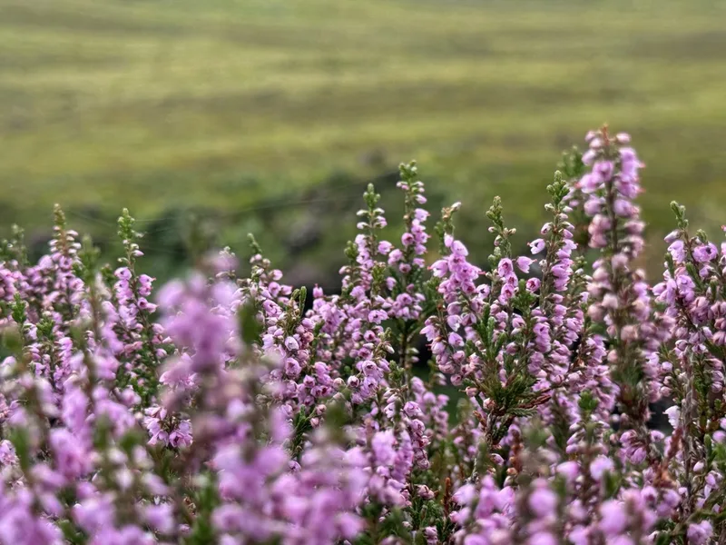 common heather