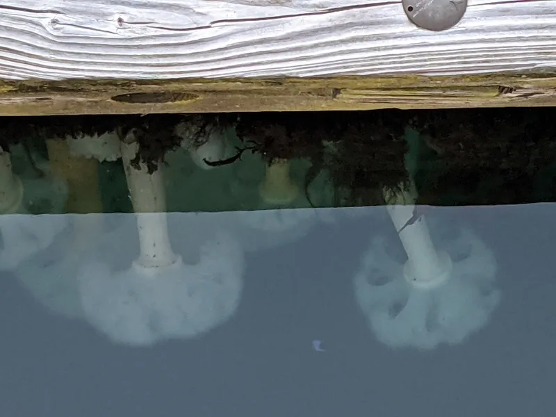 Giant Plumose Anemone