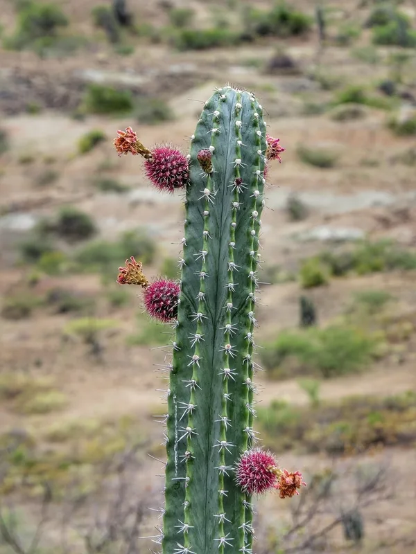 Stenocereus griseus