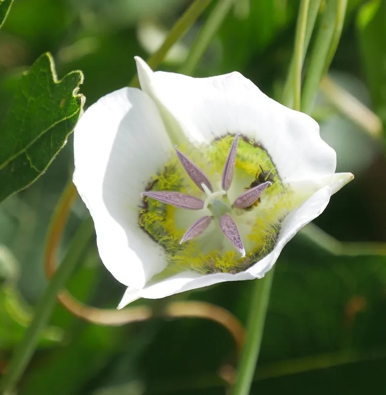 Gunnison's Mariposa Lily